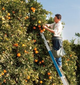 Wonderful Citrus Builds on its 75-year Legacy by Reaching New Consumers with Coupang